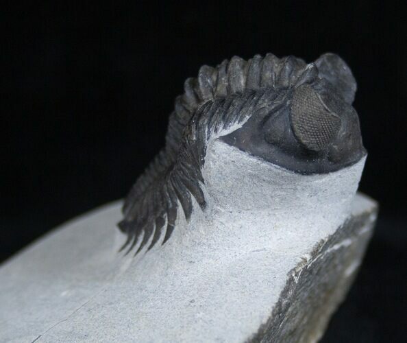 Arched Coltraneia Trilobite - Awesome Eyes #1989